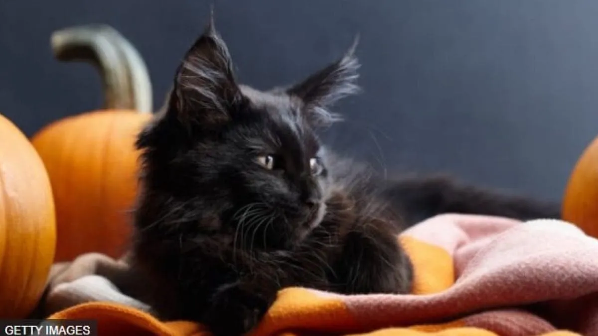 ฮาโลวีน: ความงามของแมวดำที่ไม่ใช่สัตว์อัปมงคลอย่างที่บางคนเชื่อกัน